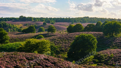 Preview: Blooming Heather fields, purple pink heather in bloom, blooming heater in the Netherlands