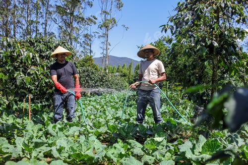 Preview: Farmers Carefully Irrigate Fresh Produce