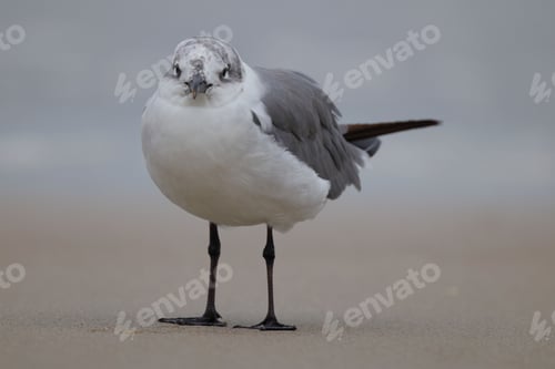 Preview: Close-up of a seagull on a sandy beach
