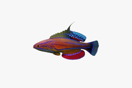 Preview: Lateral view of a wrasse exhibiting multicolored fins and striped body