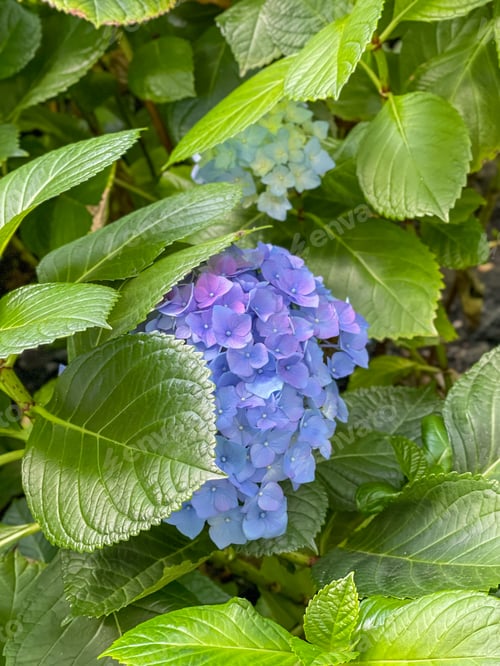 Preview: Hydrangea flower of blue-violet color. Bud close-up. Garden plant. Green natural background