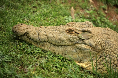 Preview: Crocodille - African Wildlife