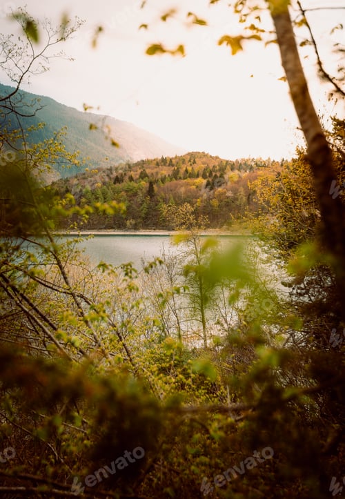 Preview: Shores of Lake Molveno covered with dense vegetation, vertical