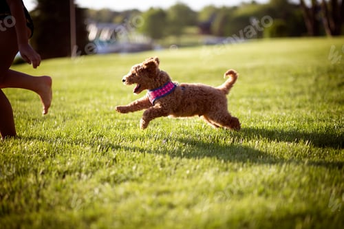 Preview: Puppy running through the yard