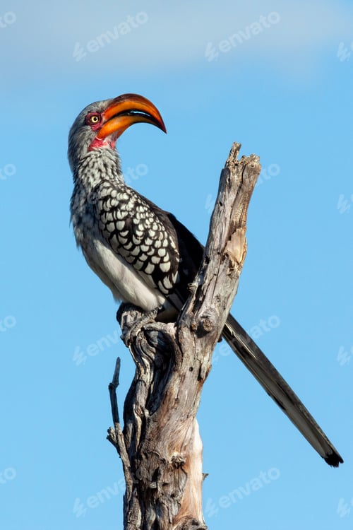 Preview: Southern yellow-billed hornbill - Botswana