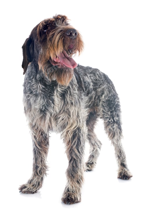 Preview: Wirehaired Pointing Griffon