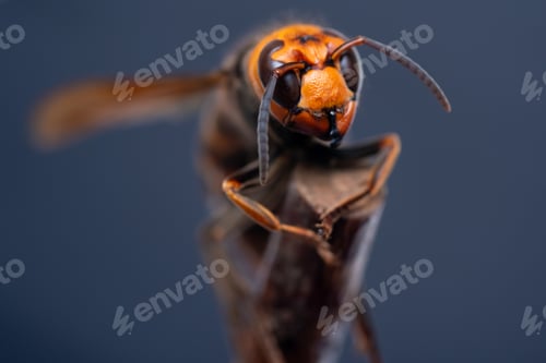 Preview: Close up of Hornet (wasp)