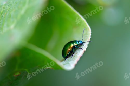 Preview: Mint leaf beetle, Chrysolina herbacea