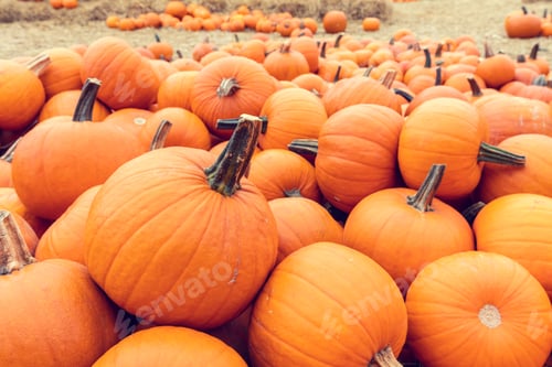 Preview: Halloween pumpkins background.
