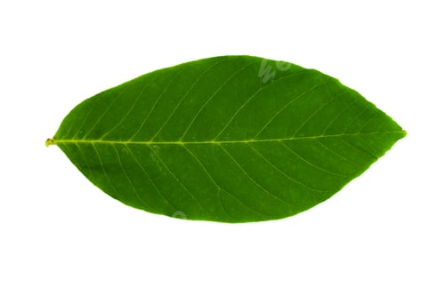 Preview: Green leaf