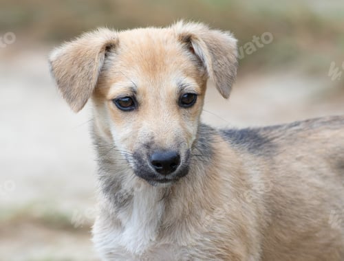 Preview: Dog, Canis familiaris. Close-up of a mongrel puppy