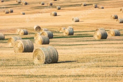 Preview: Golden Hay Bales in Scenic Alberta Farm Field Landscape