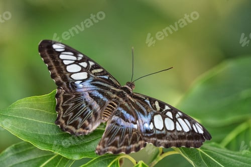 Preview: Beautiful butterfly perched on a leaf