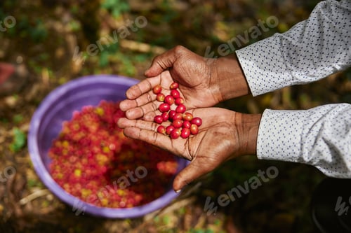 Preview: African worker is gathering coffee beans on plantation in bushy wood