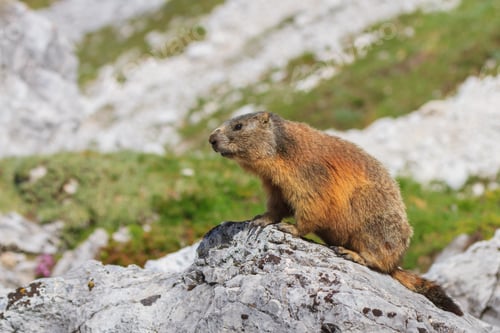 Preview: Alpine marmot (Marmota marmota) on rock