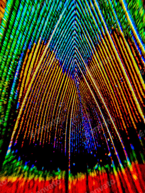 Preview: Closeup macro photo of a colorful shiny feather