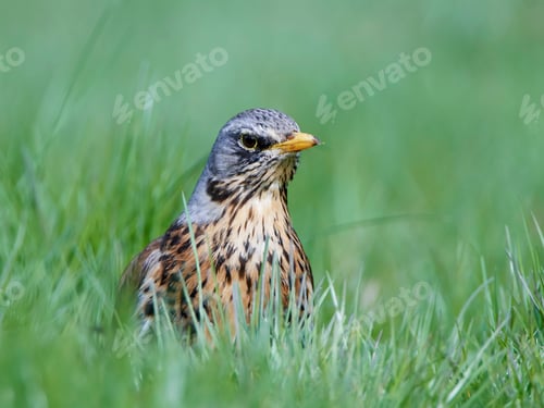 Preview: Fieldfare (Turdus pilaris)
