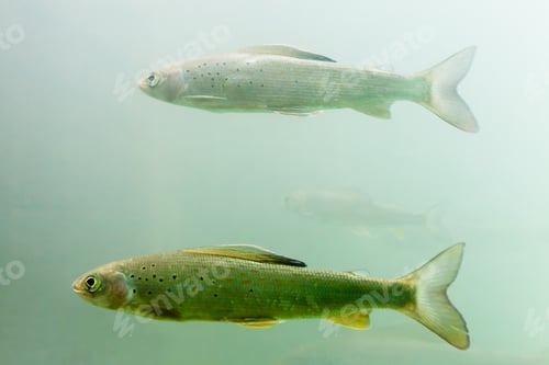 Preview: Arctic Grayling shoal Thymallus arcticus underwater