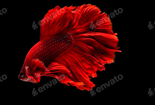 Preview: Dark red Siamese fighting fish , betta fish was isolated on black background