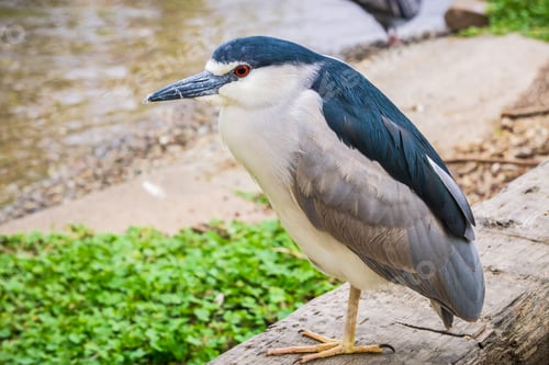 Preview: Close up of Black-crowned Night-Heron - Nycticorax, Lake Merritt, Oakland, California