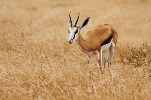 Vorschau: Seitliche Ansicht. Anthelope kommt in der Tierwelt im Freien in Afrika
vor