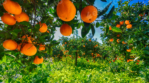 Preview: Ripe oranges on tree in orange garden.