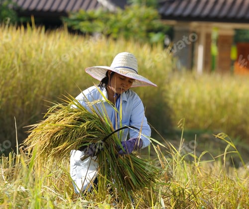 Preview: farmer in field, it's harvest time