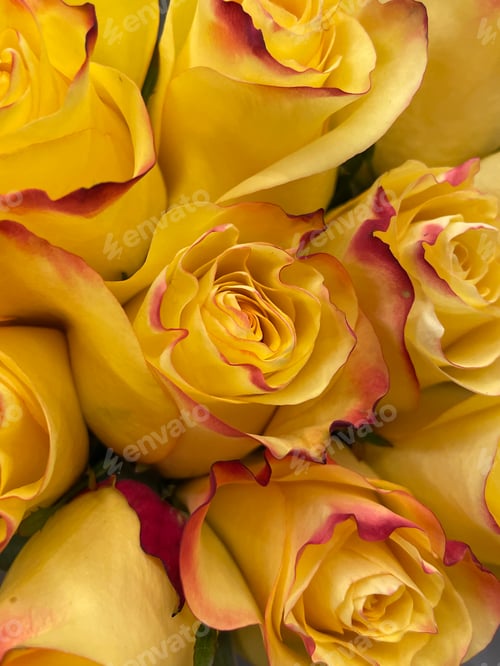 Preview: Roses