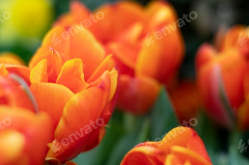 Preview: Orange tulips flowers in the garden