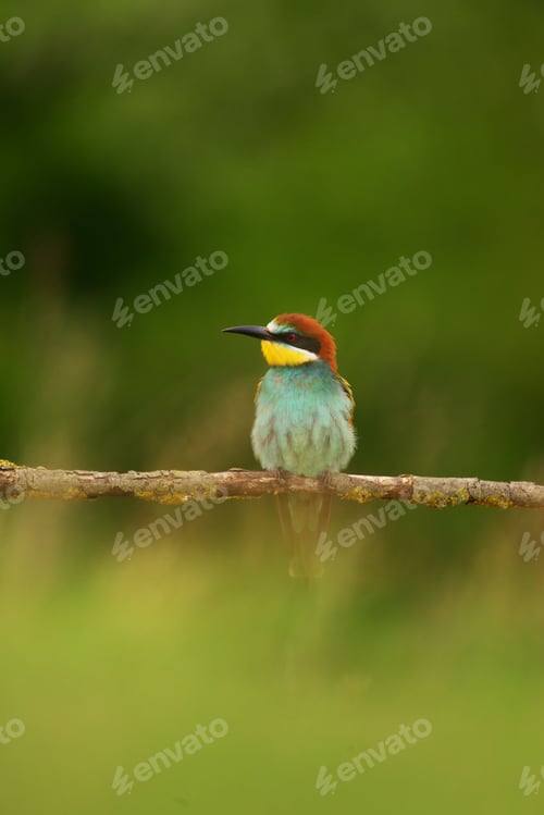 Preview: European Bee-Eater