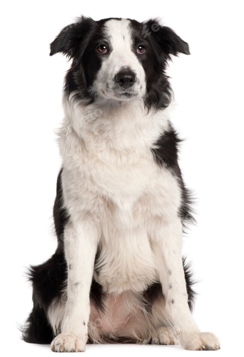 Preview: Border Collie, 7 months old, sitting in front of white background