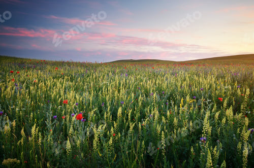 Preview: Spring meadow