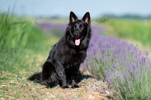 Preview: black german shepherd in nature