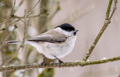 Preview: Willow tit in winter on a branch