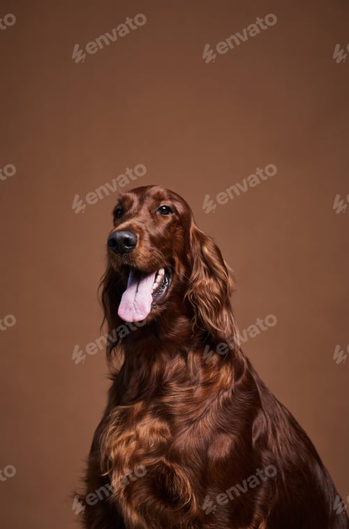 Preview: Portrait of Long Haired Dog in Studio
