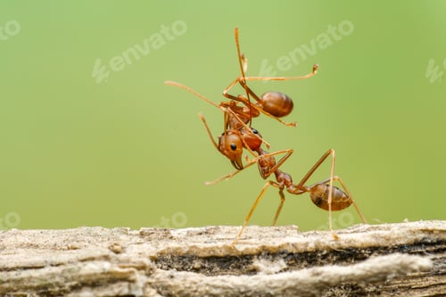 Preview: red ants