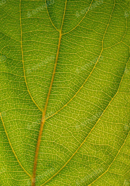 Preview: The texture of a green leaf close-up, macro, natural background, green background.