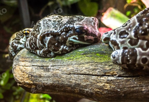 Preview: Frogs