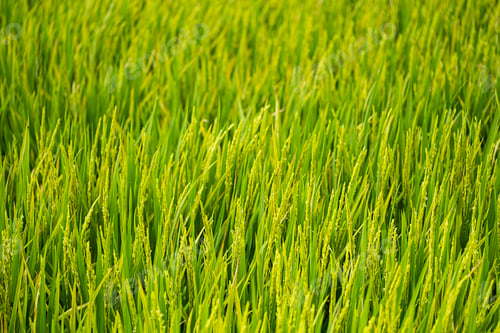 Preview: Rice plantation in sunlight. Farm field background.