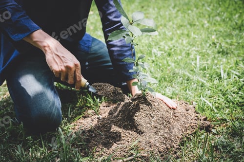 Preview: Planting a tree