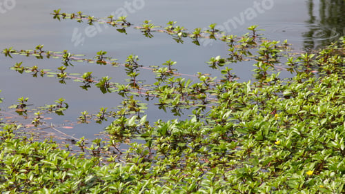 Preview: Water Plants With Yellow Flowers - Photograph Of Bright Green Water Plants With Yellow Flowers And