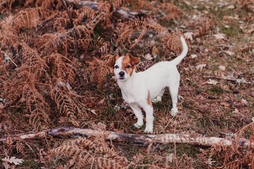 Preview: cute small dog portrait. Sitting on brown leaves background. Autumn concept. pets Outdoors