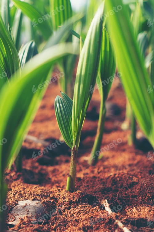 Preview: Sprout of coconut tree, Young coconut seed germination green leave
