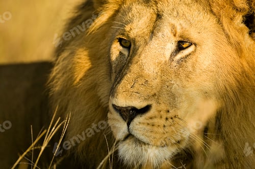 Preview: Close up face of wild African male lion