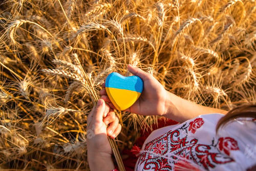 Preview: Child in a field of wheat with the flag of Ukraine. Selective focus.
