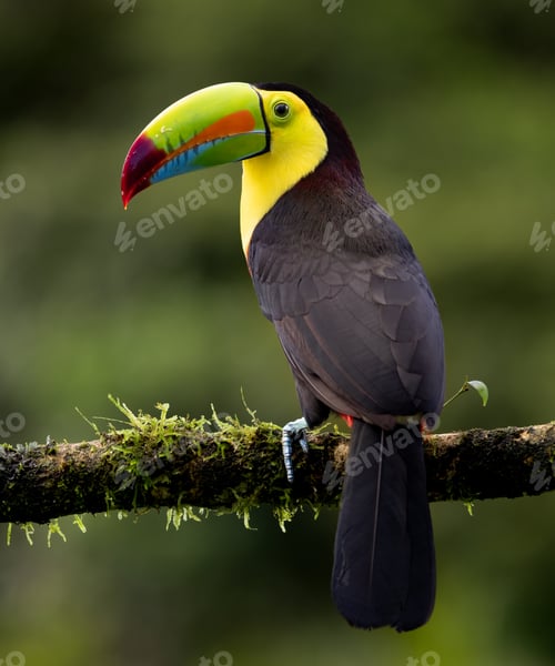 Preview: Keel-billed Toucan in Costa Rica
