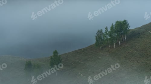 Preview: Foggy Forest Landscape