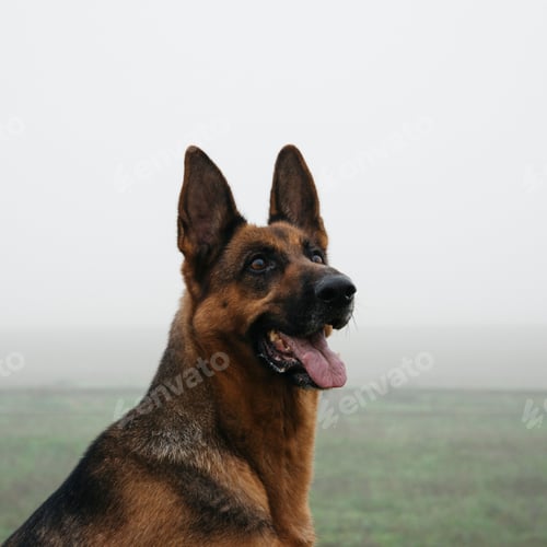 Preview: Beautiful german shepherd dog with its tongue out on a foggy field
