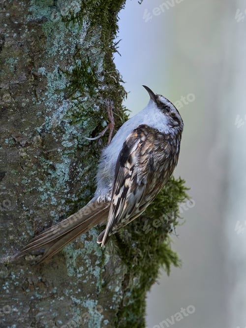 Preview: Eurasian treecreeper (Certhia familiaris)