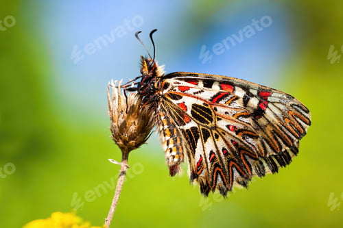 Preview: Colorful southern festoon sitting with wings closed in vivid nature